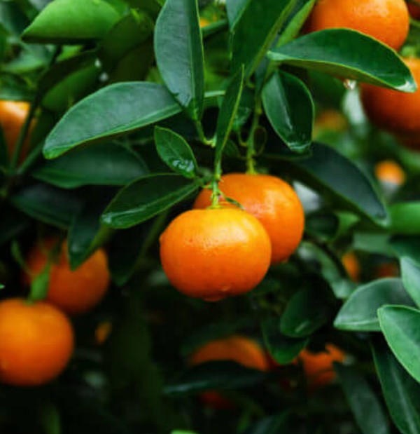 Fresh tangerines for citrus beverage concentrates