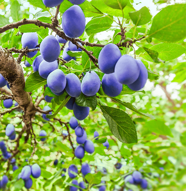 Grapes processed for concentrated co-packed fruit solutions