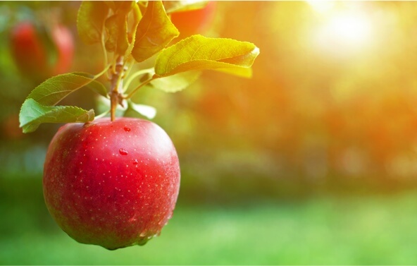 R&D product testing for apple juice concentrate formulations