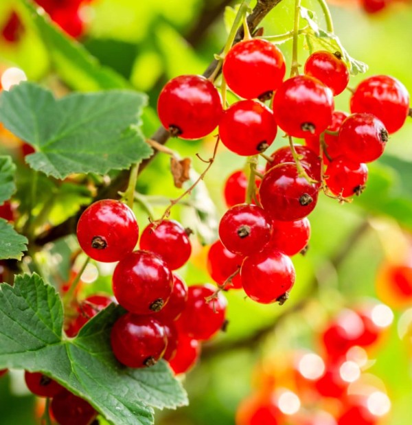 Rich berry and currant harvest utilized in specialized fruit co-packing