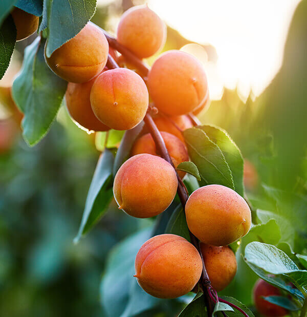 Apple orchard fruit used for juice concentrate extraction