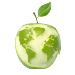 Fresh green apples inspected for bulk juice concentrate processing